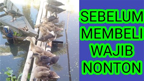 Itik serati merupakan sejenis burung atau hewan unggas yang termasuk dalam keluarga bebek. Itik serati ( membedakan jantan dan betina) - YouTube