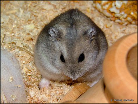 Which Hamster Is Right For You Pawsitively Pets