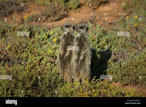 Two Meerkats Suricata Suricatta Little Karoo Western Cape Province