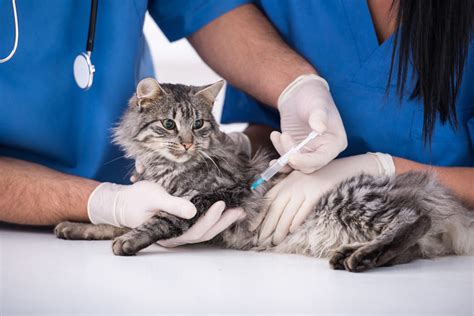 Vaccination Af Katte Sundhed Og Helbred Katte Guide Omlet Dk
