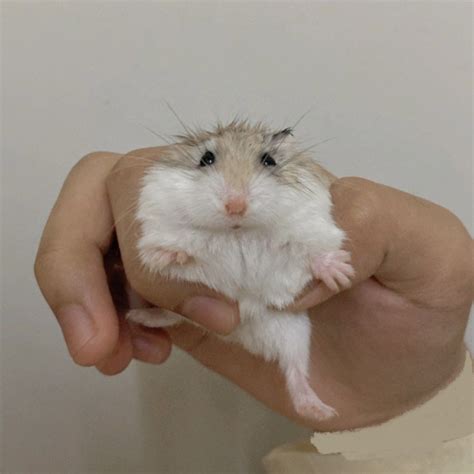 Roborovski Dwarf Hamster Pet Supplies Health Grooming On Carousell