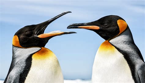 Possibly from welsh pen (head) and gwyn (white), or from latin pinguis (fat). Penguins can't taste the umami flavor of fish - Futurity