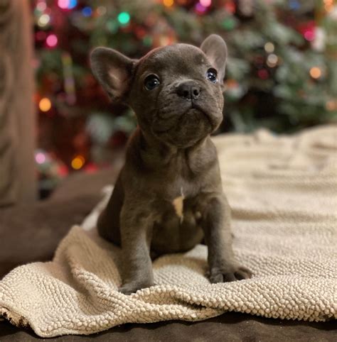 Frenchie Evolution - Puppies For Sale