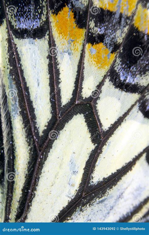 Close Up Macro Of A Butterfly Wing Stock Photo Image Of Design