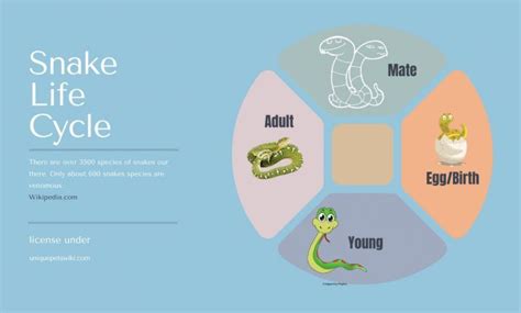 Study Guide The Life Cycle Of A Snake Life Cycles Pet Snake Snake
