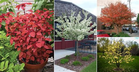 19 Dwarf Ornamental Trees To Grow Ornamental Dwarf