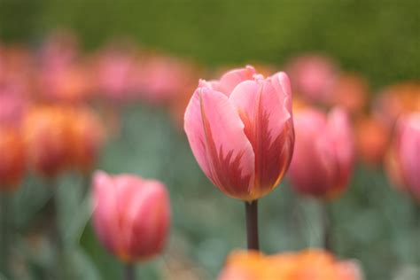 Banco De Imagens Plantar Flor Pétala Tulipa Primavera Jardim