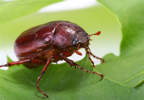 June Beetle Description Life Cycle And Facts Britannica