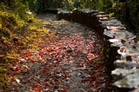 10 Pictures That Prove Autumn In India Is Just As Beautiful As It Is In