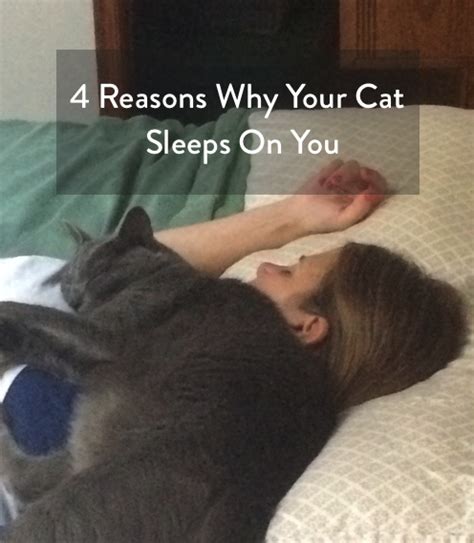 Four Reasons Why Your Cat Sleeps On You Cats Photo 42761279 Fanpop
