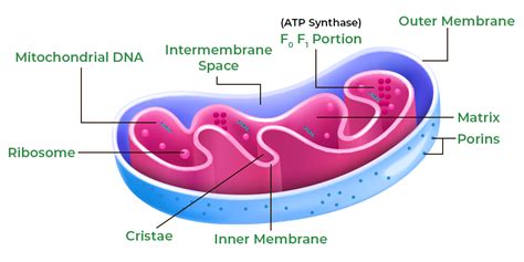 What Is Mitochondria Structure Functions Disorders