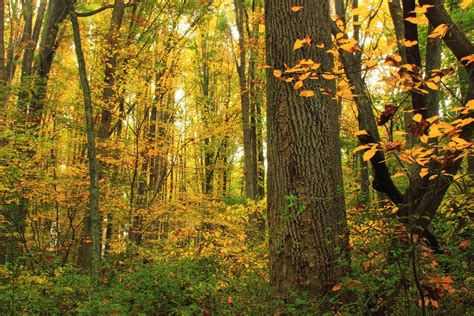 Free Picture Wood Leaf Nature Autumn Grass Leaf Foliage Trees