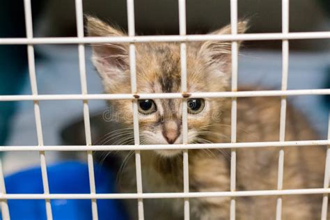 Sad Cat In The Cage Of The Shelter Stock Photo Image Of Eyes Kitty