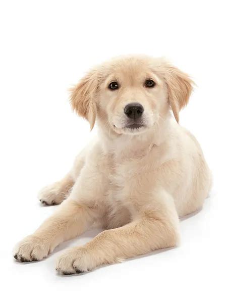 Golden Retriever Puppy Stock Photo By ©multiart 24646189
