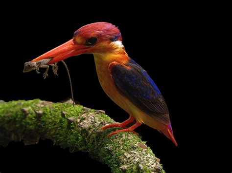 Oriental Dwarf Kingfisher Pictures Az Animals