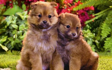 Cute Puppies Puppies Wallpaper 16094586 Fanpop