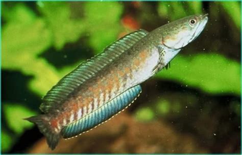 Jelajah ilmu pengetahuan: Ikan gabus yang kaya manfaat bagi kesehatan