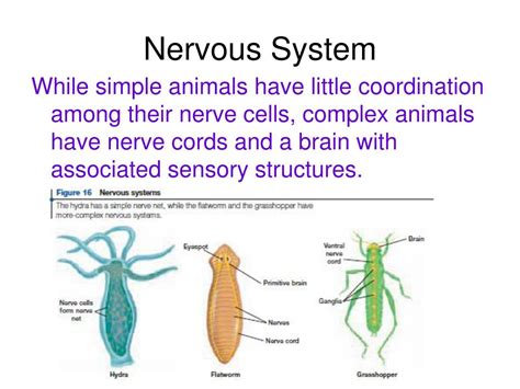 Ppt Introduction To Animals Powerpoint Presentation Free Download