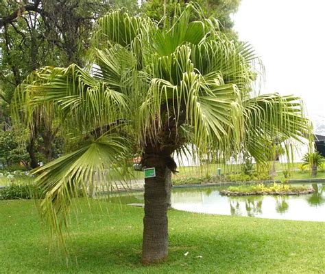 How To Grow The Chinese Fan Palm Tree Livistona Chinensis
