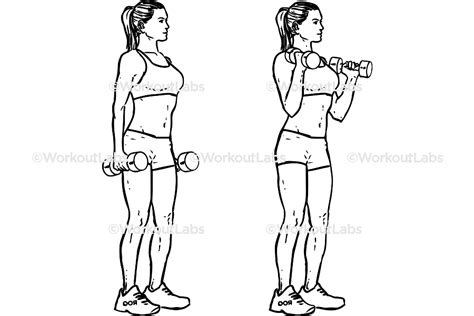 Standing Dumbbell Bicep Curls Workoutlabs Exercise Guide