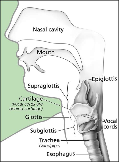 16 The Larynx Simplemed Learning Medicine Simplified