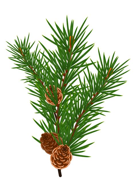 Clipart Pine Branch 2