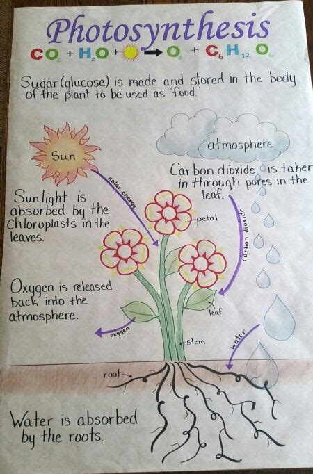 Photosynthesis Anchor Chart Photosynthesis Activities Photosynthesis Images