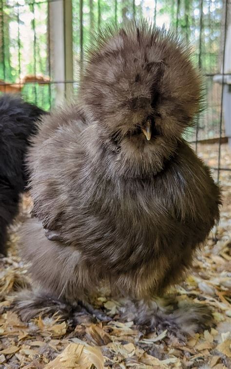 Chocolate Silkie Hatching Eggs Naked Neck All Feather Types