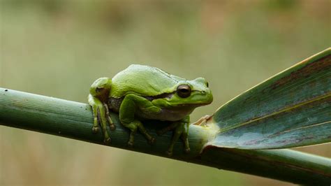 The Green Tree Frog Sitting On Branch In Stock Footage Sbv 312436992