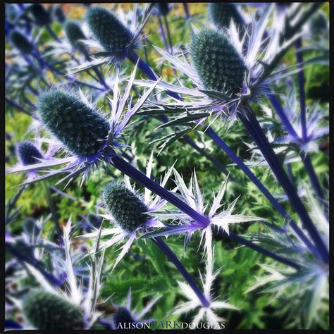 Spiky Flowers Purple Blue Thistle Type Plants Travel Photo Flickr