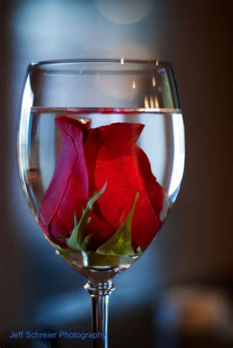 Single Red Rose Love Rose Shades Of Red Rose Buds Ikebana Happy