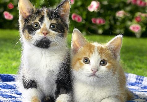 Two Lovely Kittens Wallpapers HD / Desktop and Mobile Backgrounds