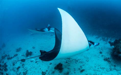 Plongée Avec Les Raies Manta à Bora Bora Topdive