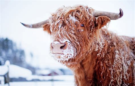 Highland Cattle Cover With Snow Photograph By Johner Images Pixels