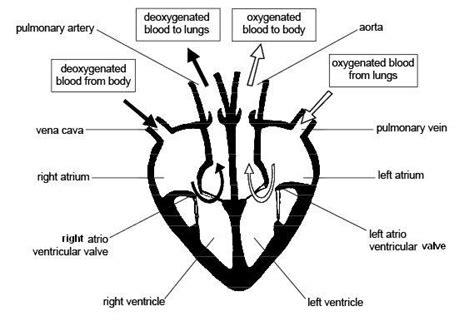 Cardiac Cycle And The Human Heart Grade 9 Understanding For Igcse