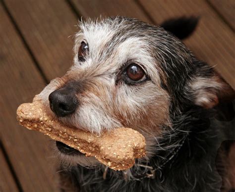Dog With A Bone Stock Image Image Of Friend Brown Treat 3101305