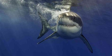 Des Campagnes D Abattage De Requin Sont Effectuées En Nouvelle Calédonie