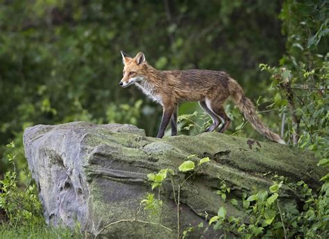 8 Surprising Facts About The Red Fox