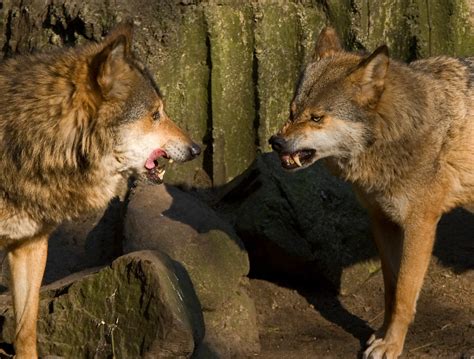 Wolves Two Wolves Arguing Carsten Tolkmit Flickr