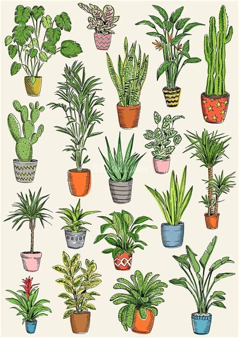 Illustration Of Plants Plant Sketches Plant Drawing Botanical Drawings