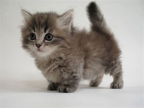 Munchkin Cats Are Adorable Tiny Bundles Catbreeds Kittens Cutest