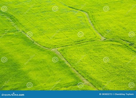 Green Rice Fields In Thailand Stock Photo Image Of Nature Background