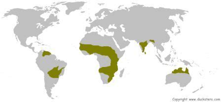 Science for Kids: Savanna Grasslands Biome | Rainforest biome, Biomes