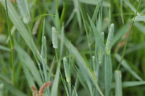 More images for unwanted grasses pictures » Pinterest • The world's catalog of ideas