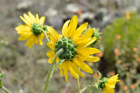 Helianthus Annuus Common Sunflower Southwest Desert Flora