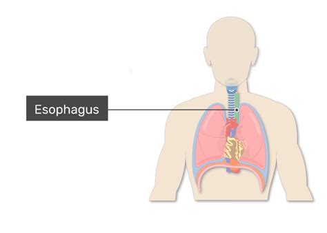Anatomy Of Esophagus And Trachea Medicinebtgcom