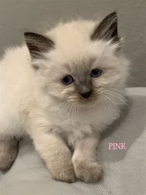 4 X Purebred Ragdoll Kittens Remaining For Sale Petsforhomes