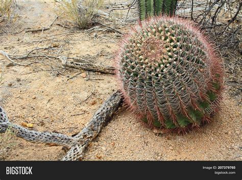 The most common dried cholla cactus material is metal. Fishhook Barrel Cactus Image & Photo (Free Trial) | Bigstock