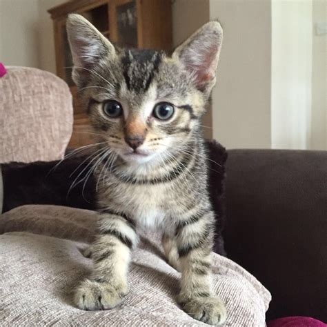 5 Tabby Kittens For Sale In Benfleet Essex Gumtree