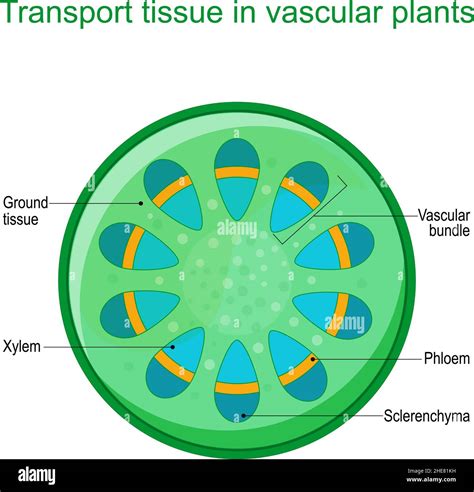 Cross Section Of Vascular Tissue System Of A Plant Dicot Vascular